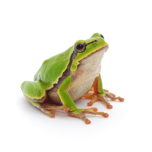 frog 101329531.jpg