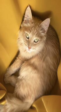 Dandibig 210x380.png