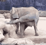 CEAAEAFC 8F32 411C A211 E05DBA63DD6E.gif