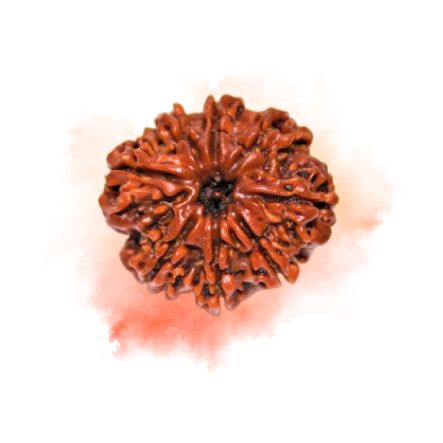 8 Mukhi Rudraksha.2.png