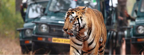 bandhavgarh national park.jpg