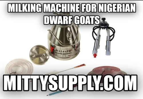 Milking machine for Nigerian dwarf goats.jpg