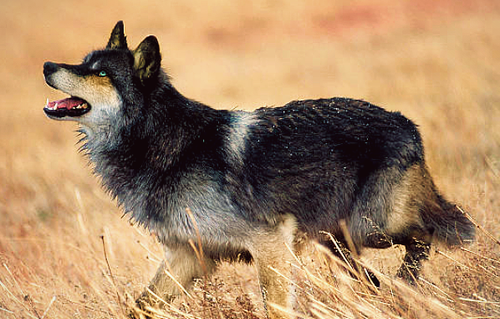 wolf3 (1) (1) (1).png