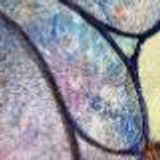 butterflies 43