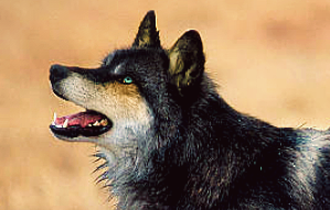 wolf3 (1) (1) (2).png