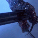 the fly.gif