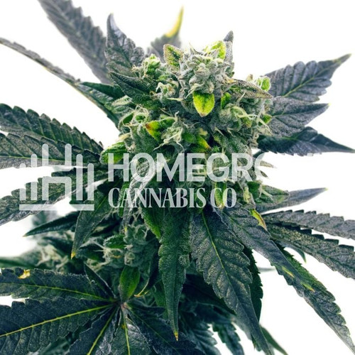 43bff87e40b83fe457d296e3fe29e0d540804760 BLUE COOKIES FEM square 300dpi.jpg