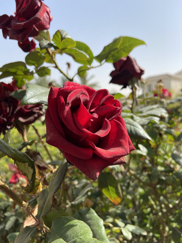 22E20082 366B 49BC 9797 F3460114EDA3.jpg