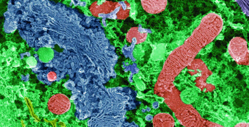 Sherwood Human Physiology From Cells to Systems 9th Edition.jpg