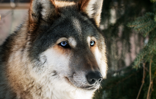 pexels photo 918596.png