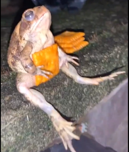 frog cheese.png
