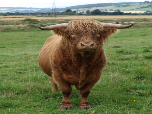 Highland Cattle bull (1).jpg