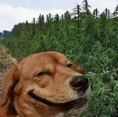 0C7DD057 ACC6 43CA 9A23 E063EDAFCAD1.jpg