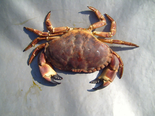 arthropods crab.jpg