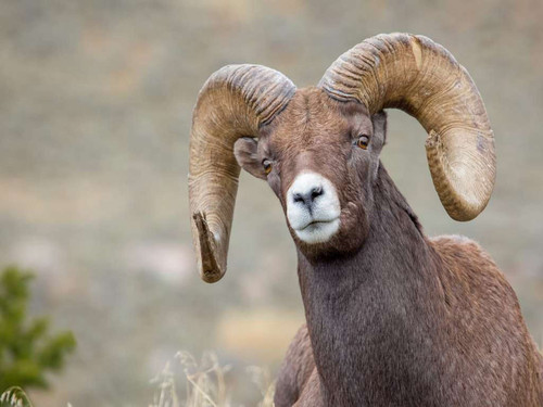 bighorn sheep ram 39aef9 1024 (1).jpg