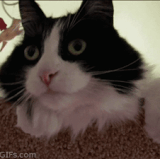 omg omg omg omg 3.gif