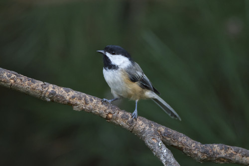 Black capped Chickadee.jpg