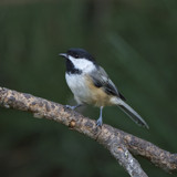 Black capped Chickadee