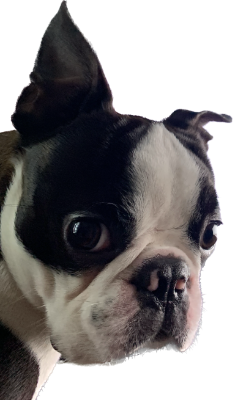 boston doggy.png