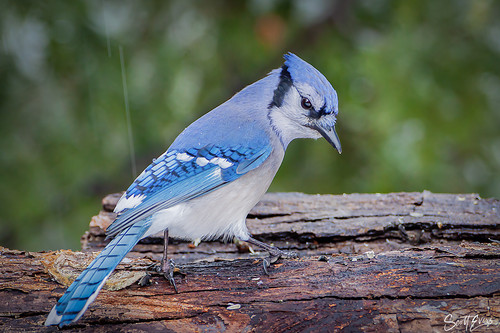 A Blue Jay feeding on some seeds on a cloudy day with sleet coming down..jpg