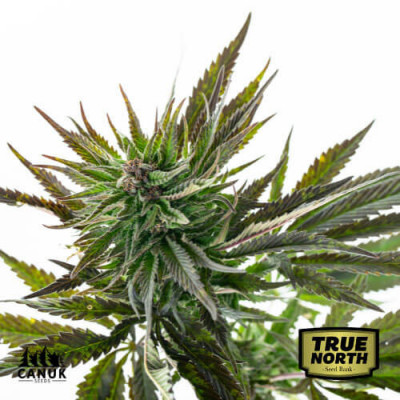 AK Feminized Seeds Cannabis Seeds H1joJTu