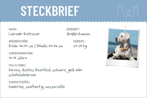 Steckbrief labradorretrie.jpg