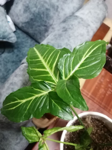 IMG 20230206 215029 741.jpg