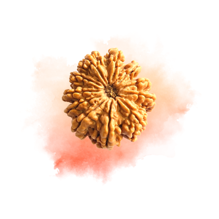 11 mukhi rudrakshc.png