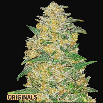 Buy cannabis seeds online.jpg