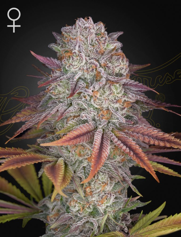 Pulp Friction Marijuana Seeds H1omMj2