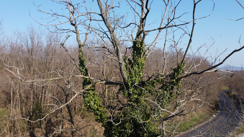 DCIM\100MEDIA\DJI_0898.JPG.jpg
