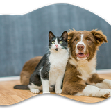 image client chien Chat.png