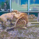 sobalevtigr.gif