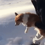 dog snow.gif