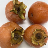 Persimmon American Seedling 7619