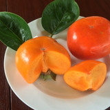 Dwarf Persimmon Ichikikijiro NA 752