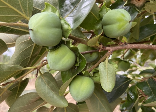 Persimmon Suruga NA 6796