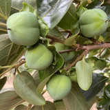 Persimmon Suruga NA 6796