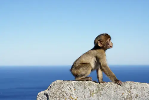 gray monkey sitting stone wall by sea gibraltar 181624 30714.webp