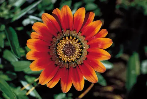 head treasure flower disk flowers inflorescence ray.webp