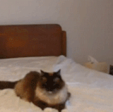 got you.gif