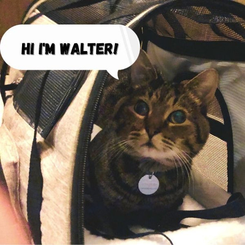 Hi I'm Walter! (1).jpg