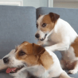 ezgif 3 860ca3c91a.gif