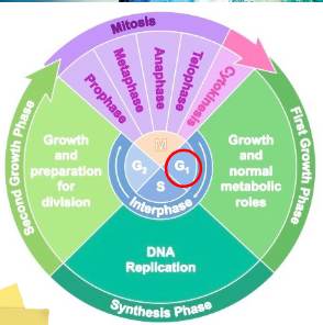 image 2022 11 24 145837301.png