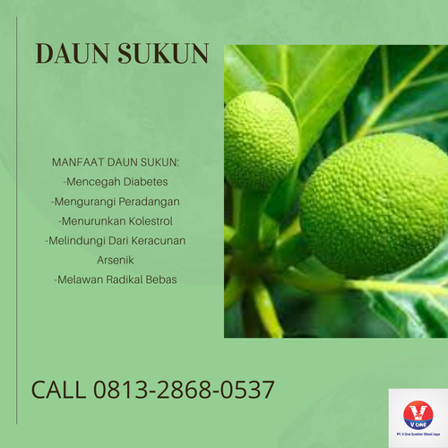 desain daun sukun 50.png