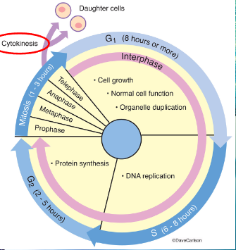 image 2022 11 24 153156873.png