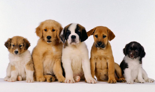 Puppy For Sale Industry.jpg
