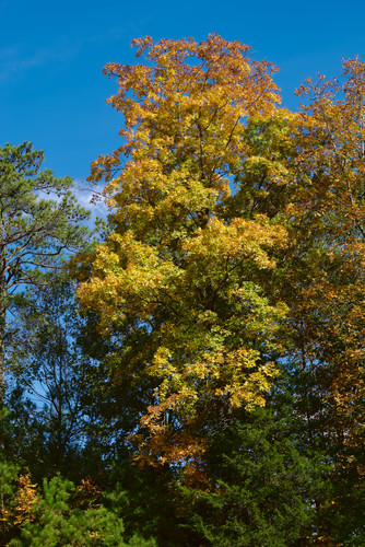 Autumn Tree.jpg