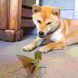 sobabogomol.gif