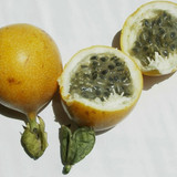 Passionfruit Sweet Granadilla 706